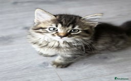 Ragdoll cats for sale: Beautiful Ragdoll x Norwegian forest cross kittens - Image 7