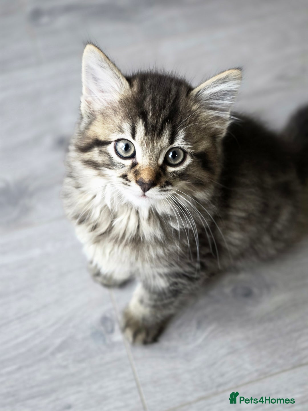 Ragdoll cats for sale: Beautiful Ragdoll x Norwegian forest cross kittens - Image 7