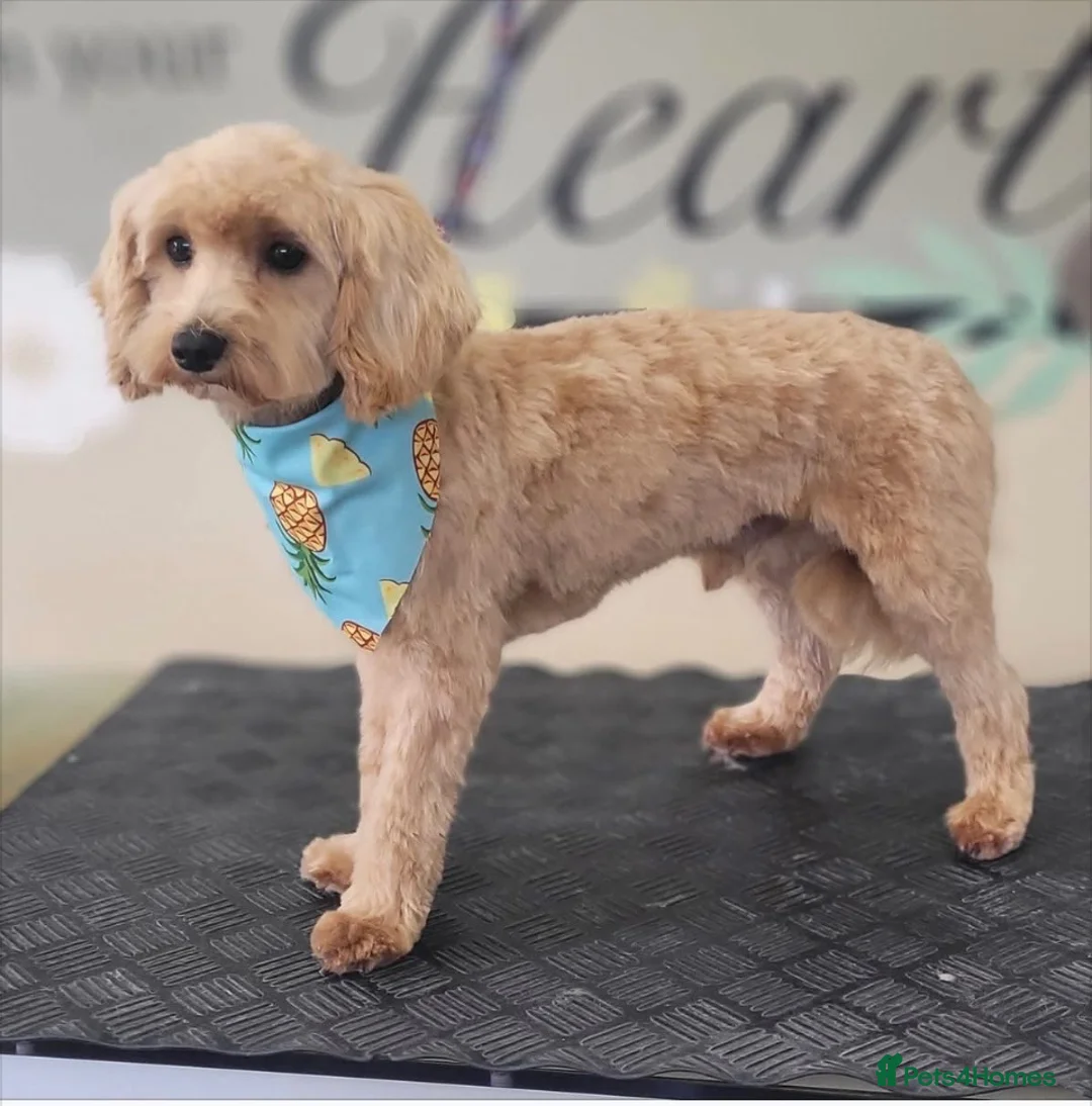 Maltipoo dogs for sale: Maltipoo male 1 year old  in Ossett - Advert 2