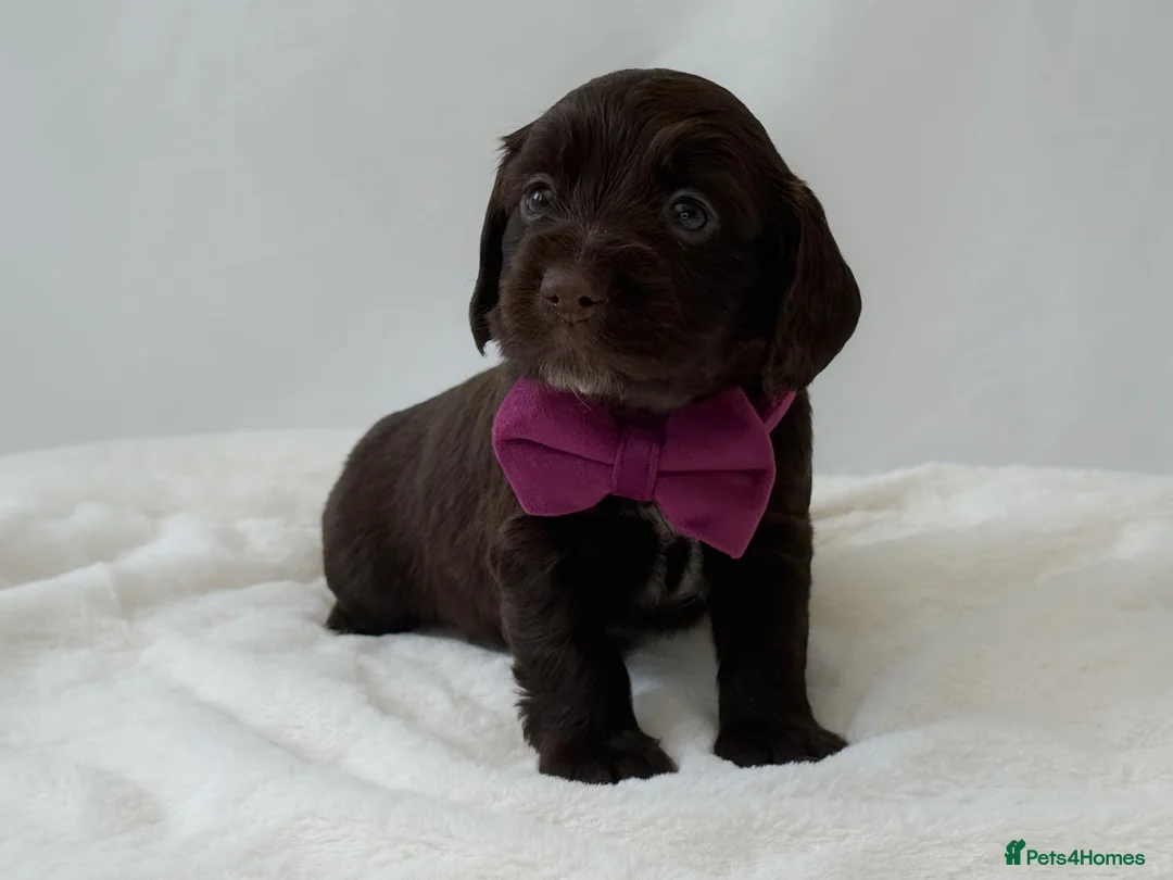 Cocker Spaniel dogs for sale: KC Working Cocker Spaniel Puppies - Health Tested  - Advert 2