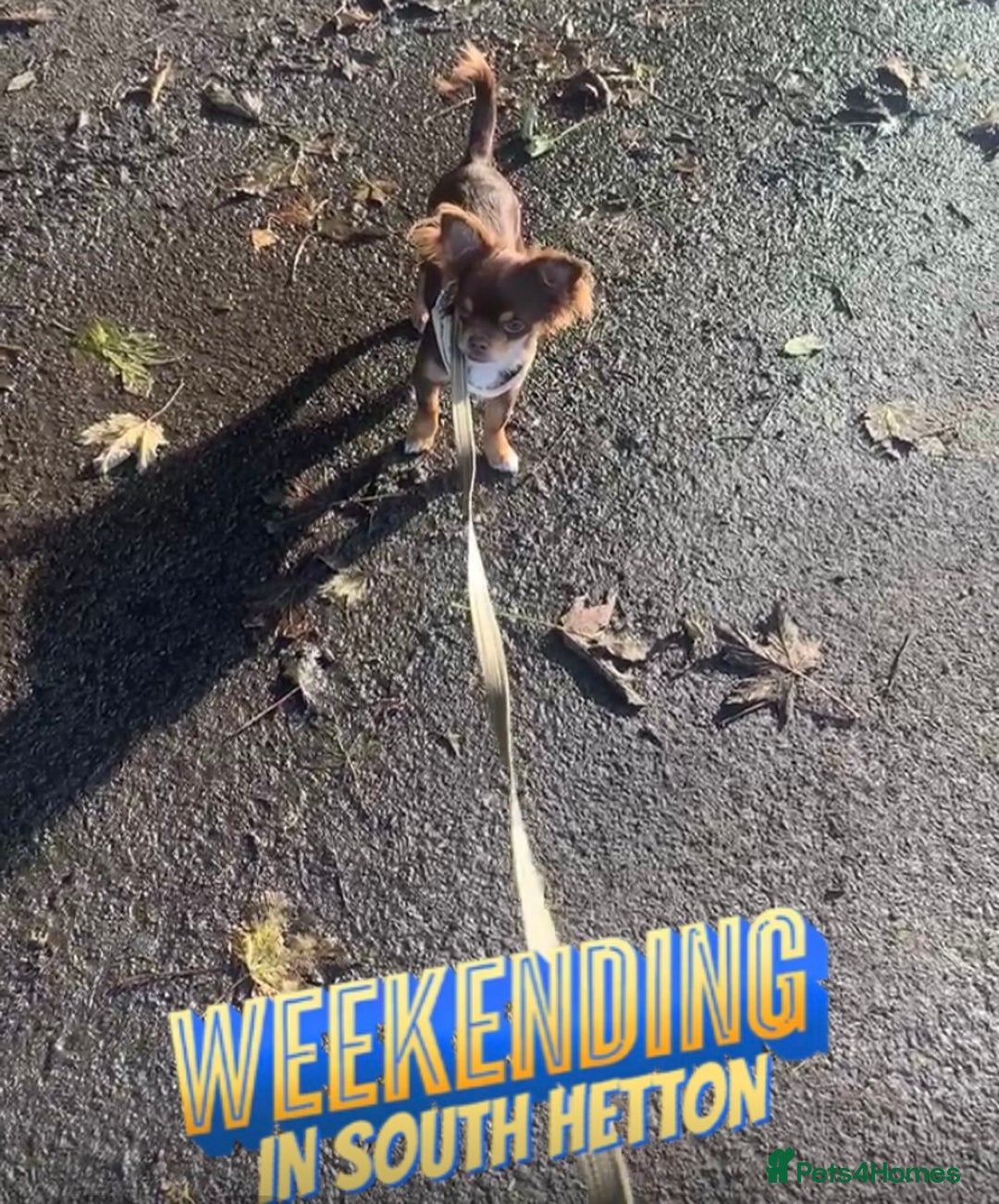 Chihuahua dogs for stud: My handsome boy for stud russian import in Durham - Advert 5