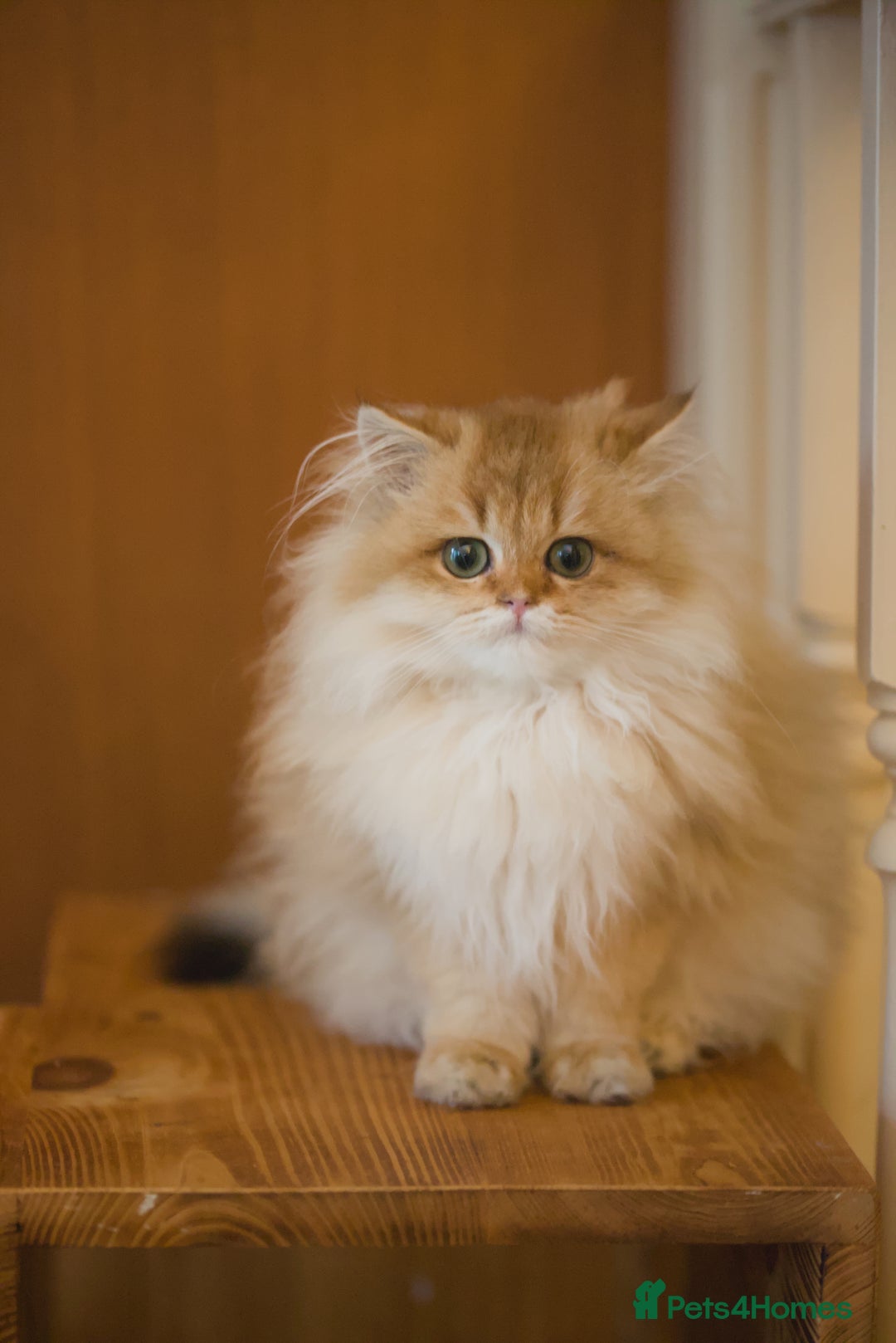 British Longhair cats for sale: British longhair kitten Golden NY11 - Image 2