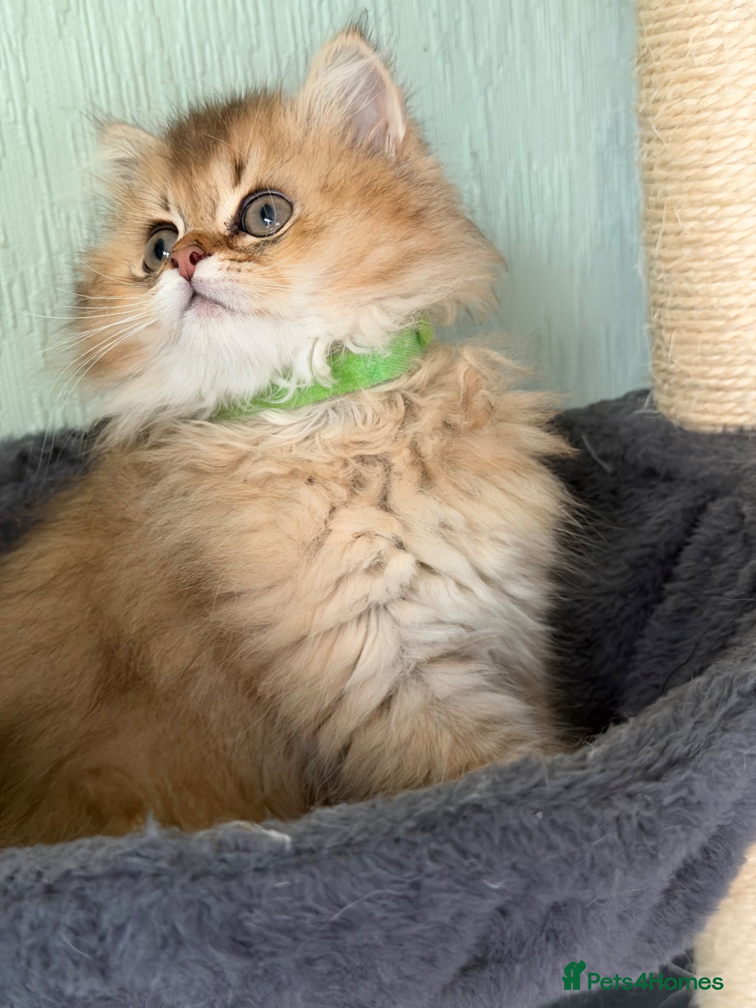 British Longhair cats British longhair golden kittens TICA - Advert 6