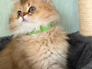 British Longhair cats British longhair golden kittens TICA - Advert 6