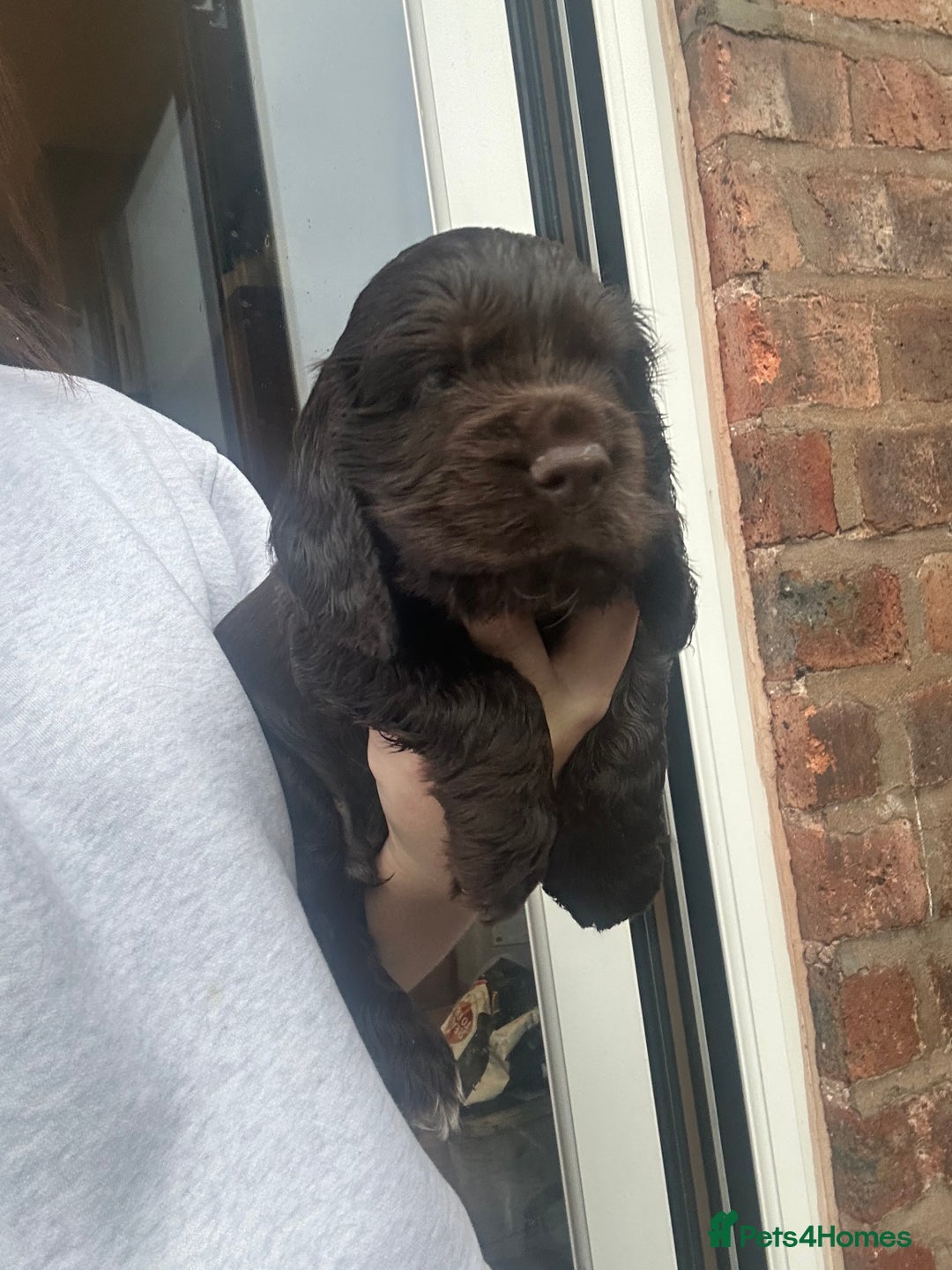 Cocker Spaniel dogs for sale: 💚2 boys available 💚show cocker spaniel puppies  - Advert 26