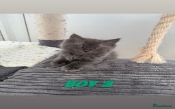 Ragdoll cats for sale: Stunning ragdoll cross BSH - Image 9