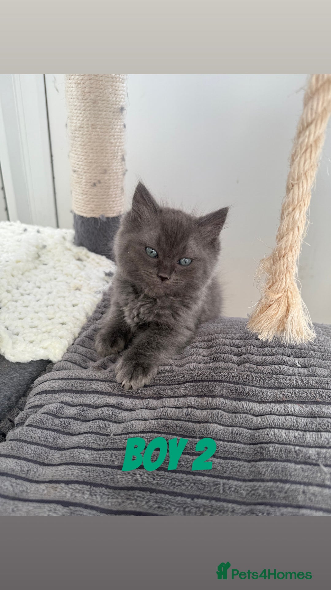 Ragdoll cats for sale: Stunning ragdoll cross BSH - Image 9