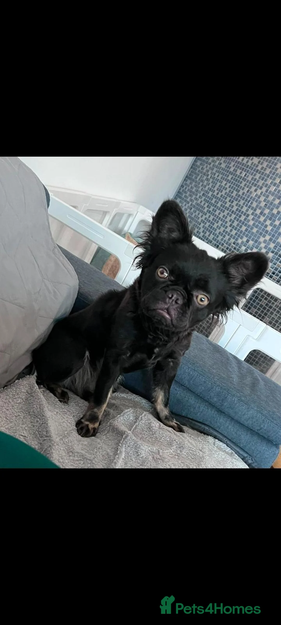 French Bulldog dogs for sale: Fluffy French bulldog  - Advert 4