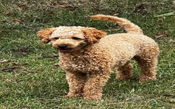Toy Poodle dogs for stud: KC Registered Red Toy Poodle Fully DNA Tested in Radstock - Image 17