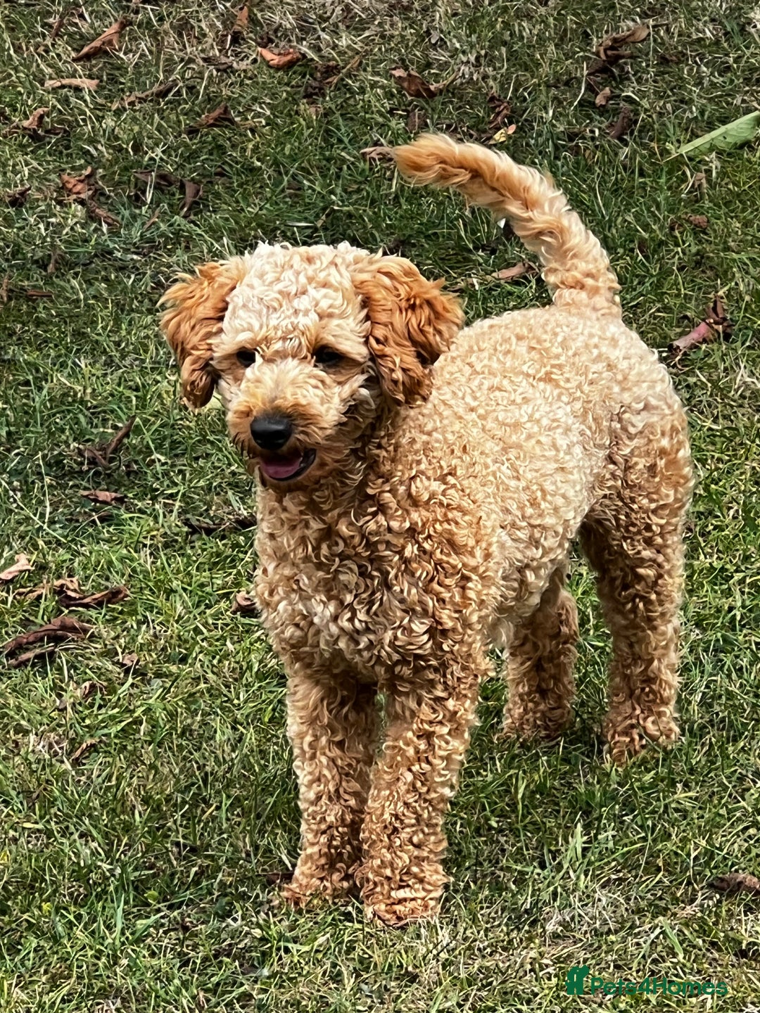 Toy Poodle dogs for stud: KC Registered Red Toy Poodle Fully DNA Tested in Radstock - Image 17