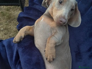 Miniature Dachshund dogs - Advert 33