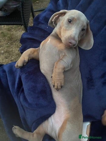Miniature Dachshund dogs 5 month old miniature dachshund - Advert 16