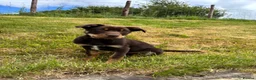 Australian Kelpie dogs for sale: Last 2 Vaccinated Australian Kelpie Puppies - Advert 20