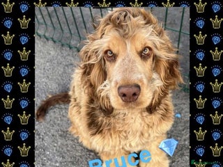 Cocker Spaniel dogs in Doncaster - Advert 8