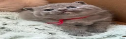 British Shorthair cats for sale: CHUNKY BSH KITTENS  - Advert 8