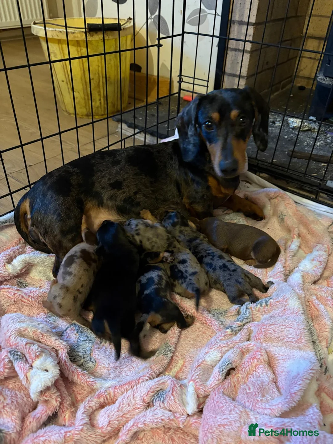Miniature Dachshund dogs for sale: Mini dachshunds  in Berwick-upon-Tweed - Advert 2