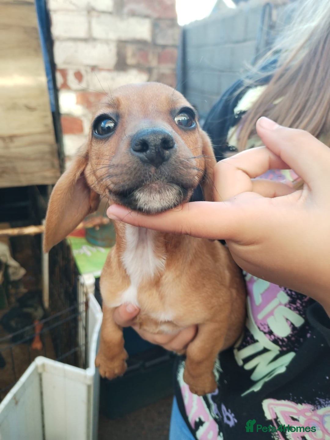 Mixed Breed dogs for sale: pups for sale - Image 4