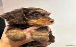 Mixed Breed dogs for sale: 10x Gorgeous Sproodles - Image 9