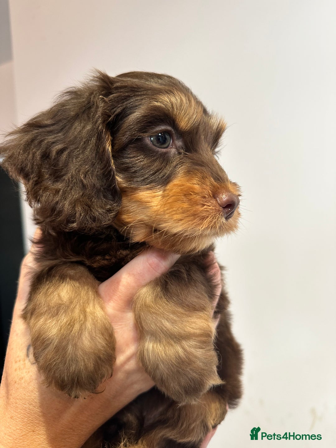 Mixed Breed dogs for sale: 10x Gorgeous Sproodles - Image 9