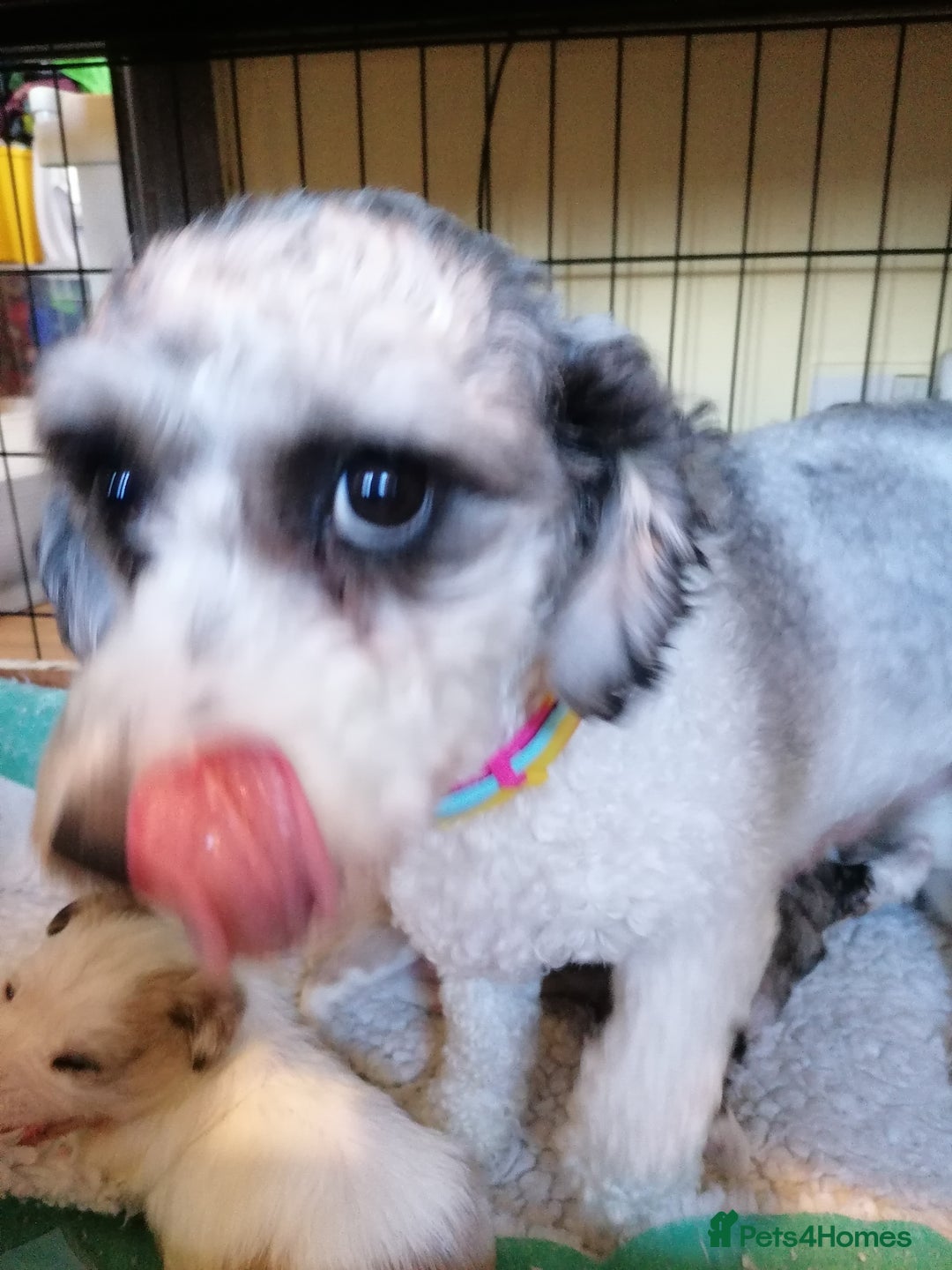 Mixed Breed dogs for sale: Boy puppies  - Image 10