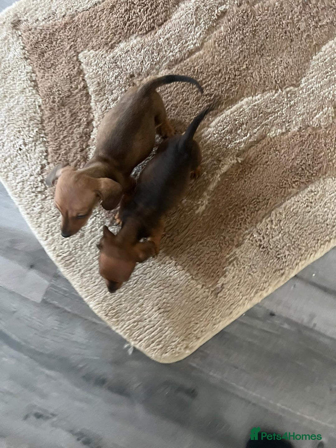 Dachshund dogs for sale: Dachshund puppies for sale - Image 11