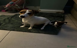 Jack Russell dogs for sale: Miniature Jack Russell’s  - Image 12