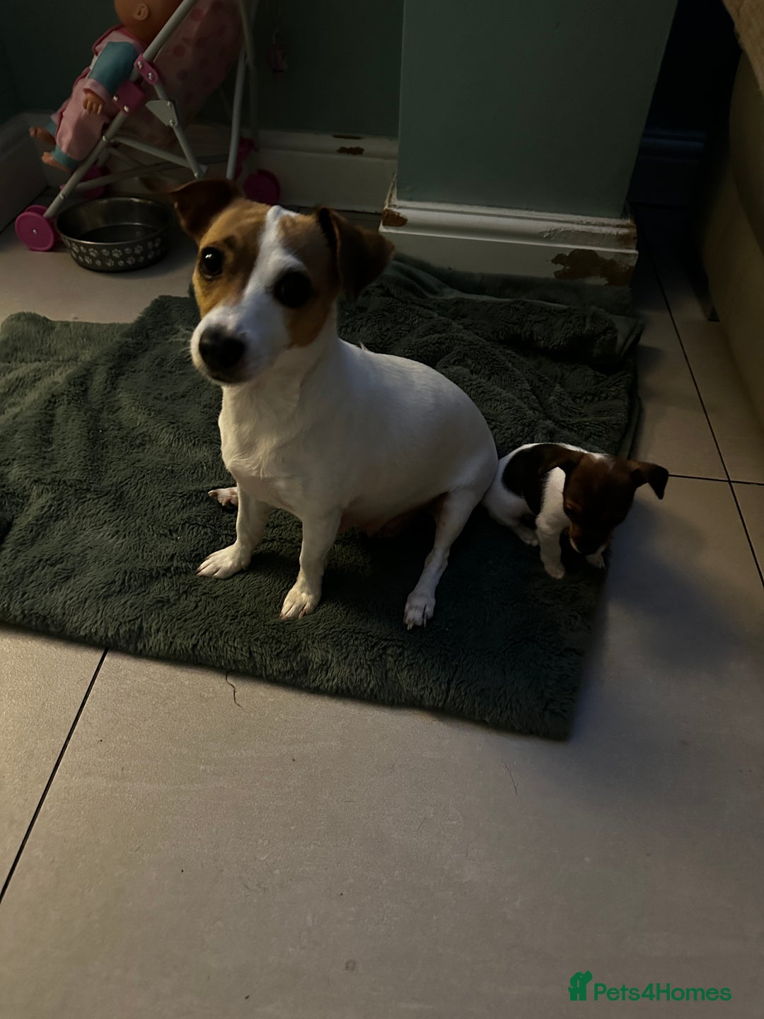 Jack Russell dogs for sale: Miniature Jack Russell’s  - Image 12