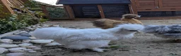 Chickens poultry for sale: Young Silkie Cockerel Looking for a New Flock! in Oswestry - Advert 2