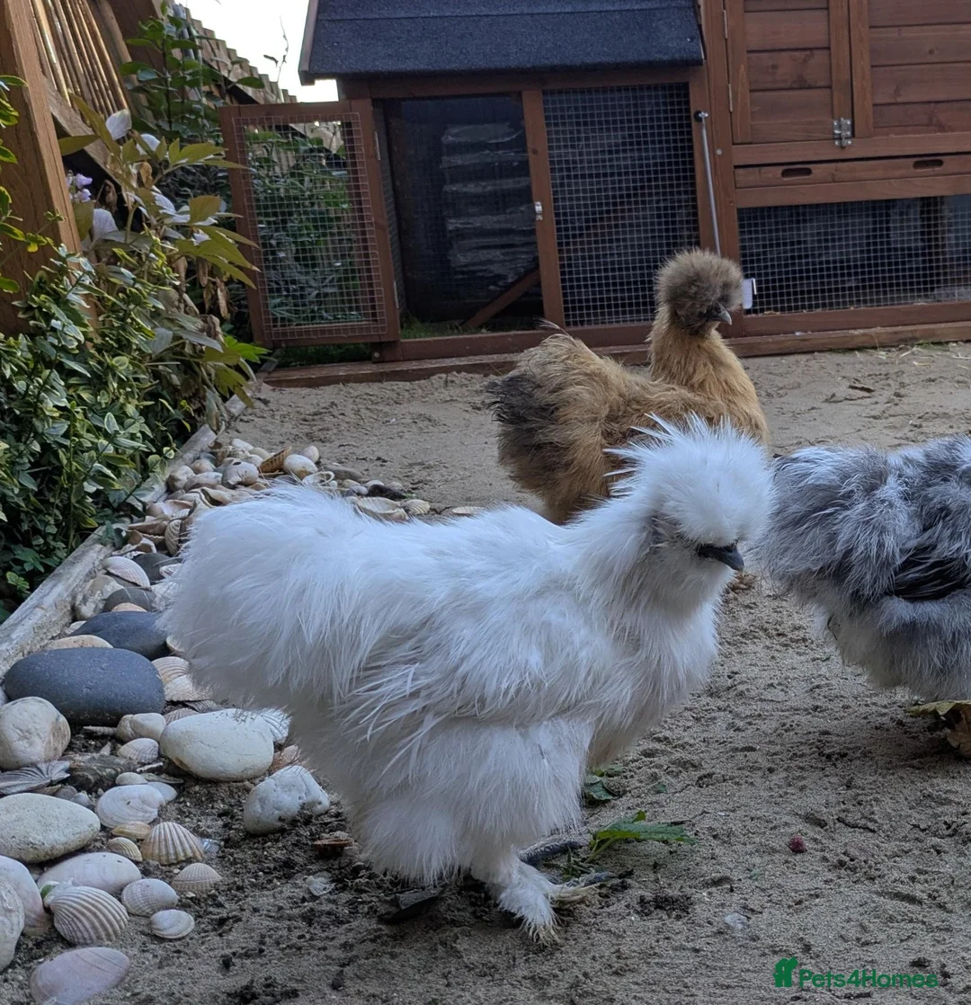 Chickens poultry for sale: Young Silkie Cockerel Looking for a New Flock! in Oswestry - Advert 2