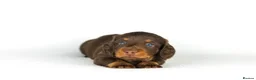 Miniature Dachshund dogs for sale: Miniature dachshund beautiful litter - Advert 24