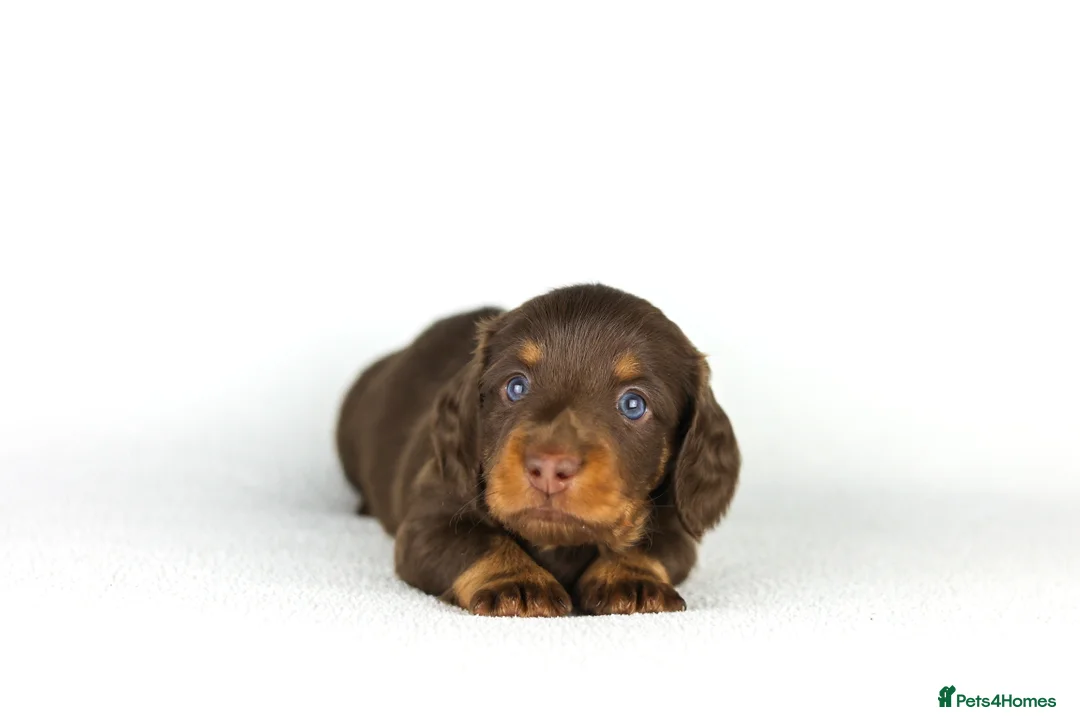 Miniature Dachshund dogs for sale: Miniature dachshund beautiful litter - Advert 24
