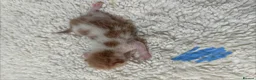 Mixed Breed cats for sale: Gorgeous litter of kittens - Advert 5