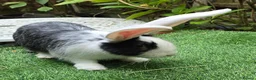 Continental Giant rabbits for sale: PURE BRED Continental Giant Baby Bucks  VACCINATED - Advert 7
