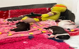 English Bull Terrier dogs for sale: Janineabullz bull terriers beautiful litter  - Image 19