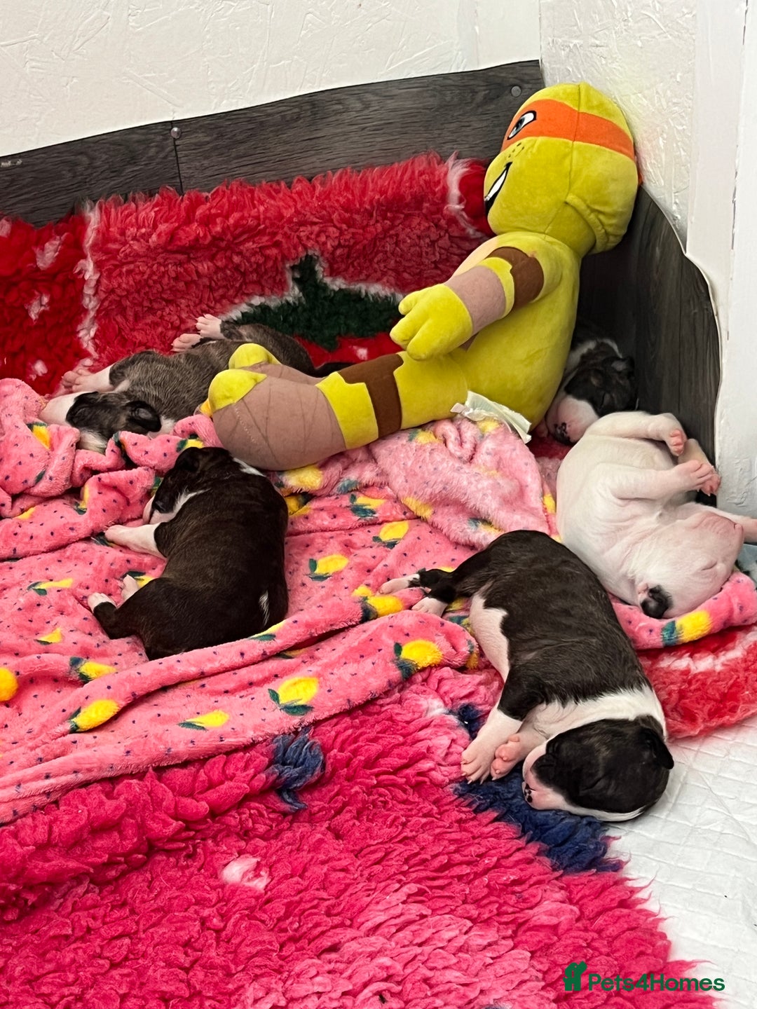 English Bull Terrier dogs for sale: Janineabullz bull terriers beautiful litter  - Image 19