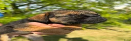 Border Terrier dogs for sale: 🧡 Fantastic KC Border Terriers 🧡 - Advert 3