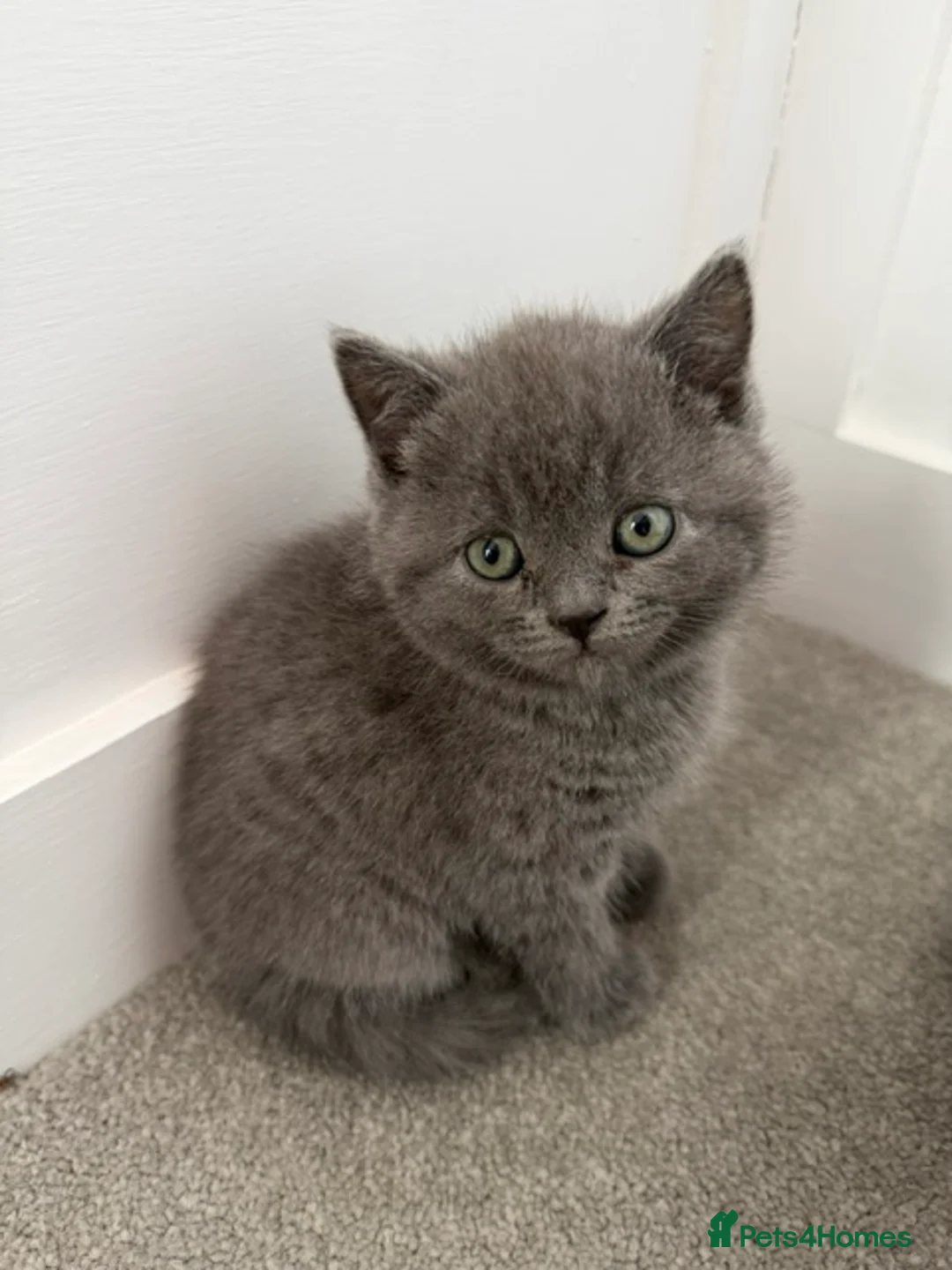 British Shorthair cats for sale: Pedigree British Shorthair Kittens in Lewes - Advert 4