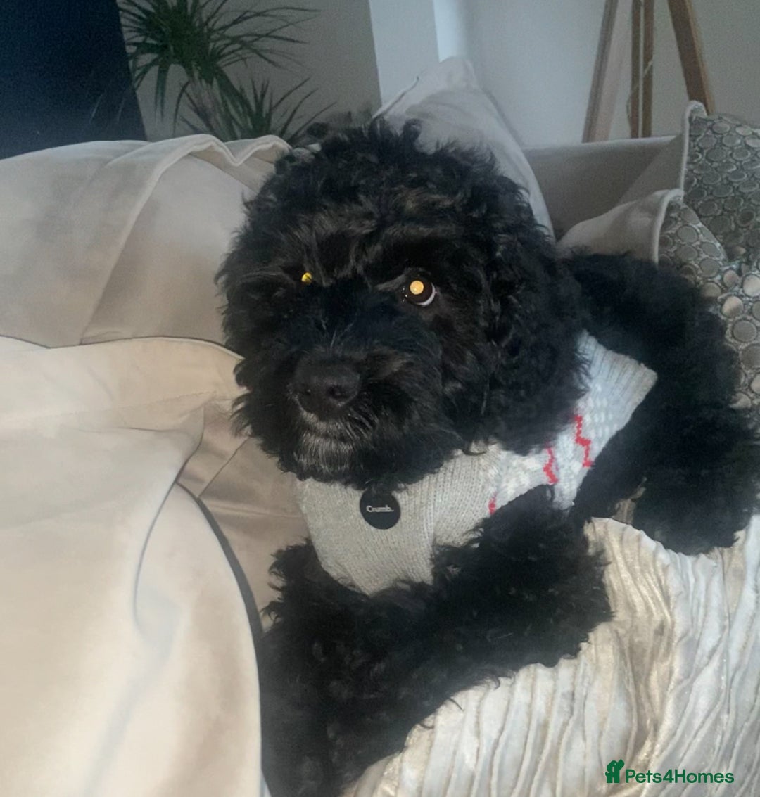 Cockapoo dogs for sale: Cockapoo Puppy - Advert 3