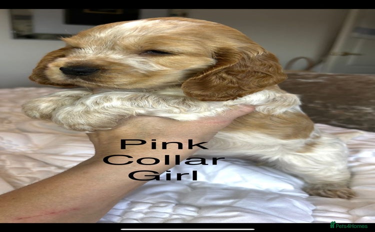 Cocker Spaniel dogs - Advert 2