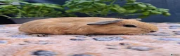 Guinea Pig rodents for sale: Swiss, Cali, Self Black & Smooth Baby Guinea Pigs - Advert 5