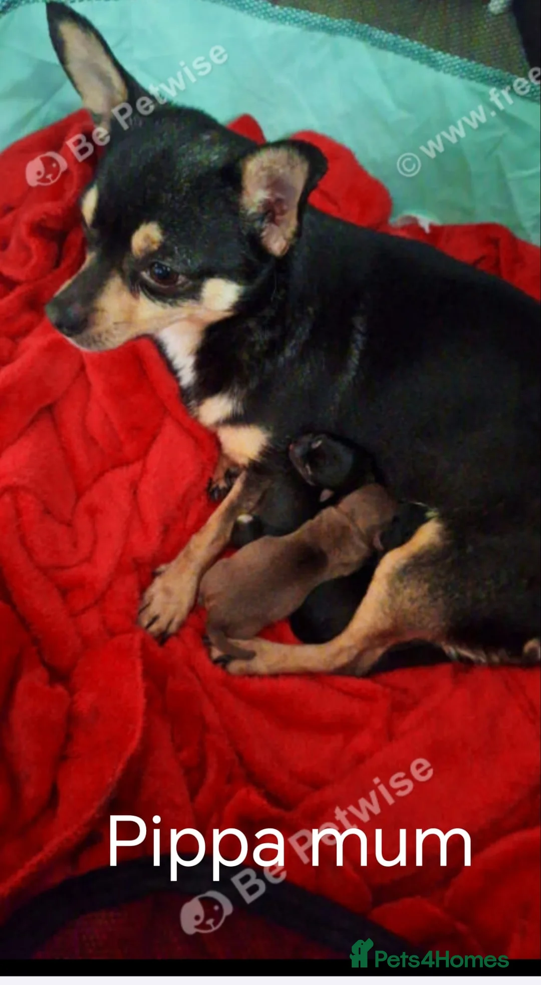 Mixed Breed dogs for sale: Chihuahua cross spaniel  - Advert 20