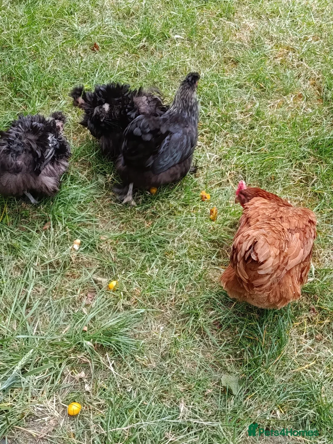 Chickens poultry for sale: Five chickens/ hens frizzle bantams & standard  - Advert 6