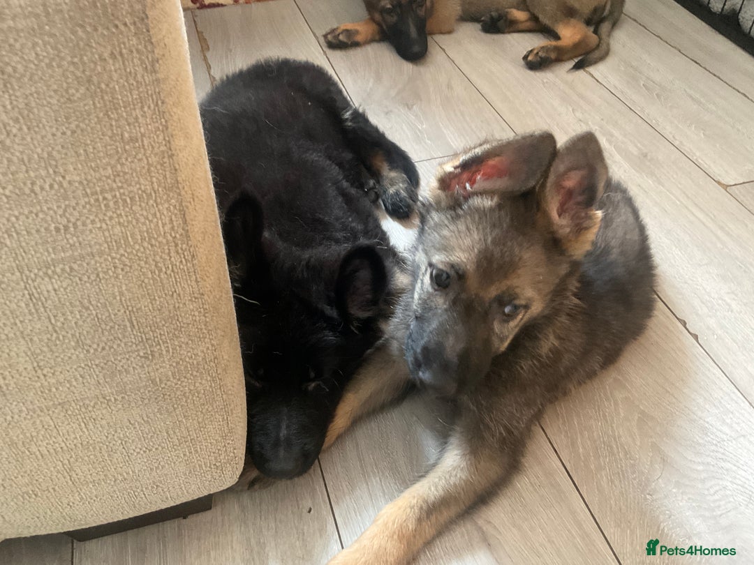 German Shepherd dogs for sale: Czech German Shepherd KC Registered puppies - Image 28