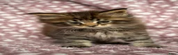 Maine Coon cats for sale: Beautiful Maine Coon Kittens - Advert 32