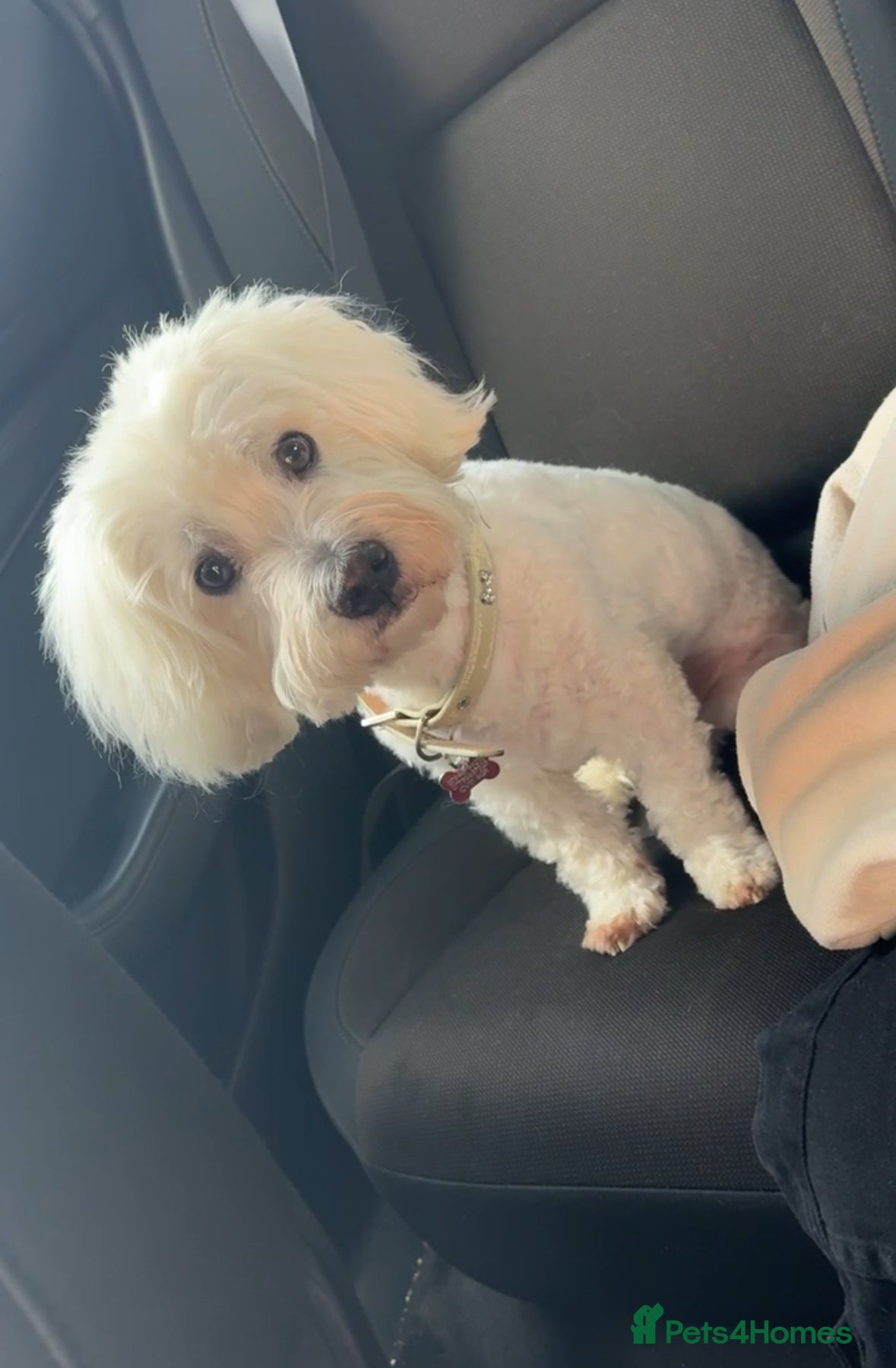 Coton De Tulear dogs 9 Year old cotton looking for a loving home - Advert 1