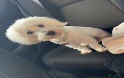 Coton De Tulear dogs for sale: 9 Year old cotton looking for a loving home - Image 1