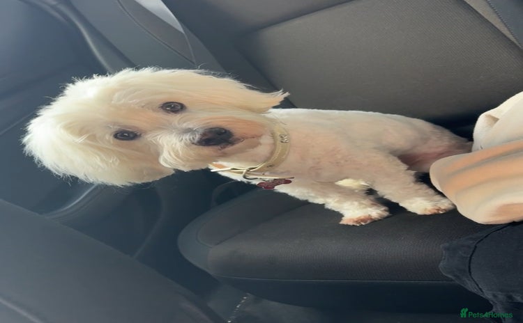 Coton De Tulear dogs - Advert 1