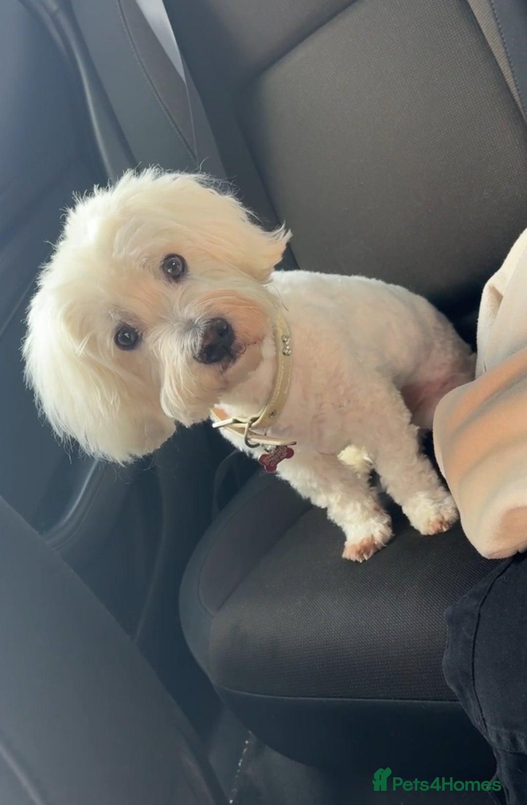 Coton De Tulear dogs for sale: 9 Year old cotton looking for a loving home - Image 1