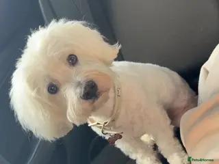 Coton De Tulear dogs 9 Year old cotton looking for a loving home - Advert 2