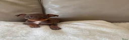 Miniature Pinscher dogs for sale: RARE super tiny mini pin puppies in London - Advert 6
